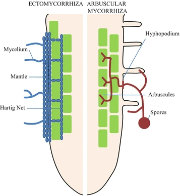 ectomycorrhiza vs arbuscular mycorrhiza
