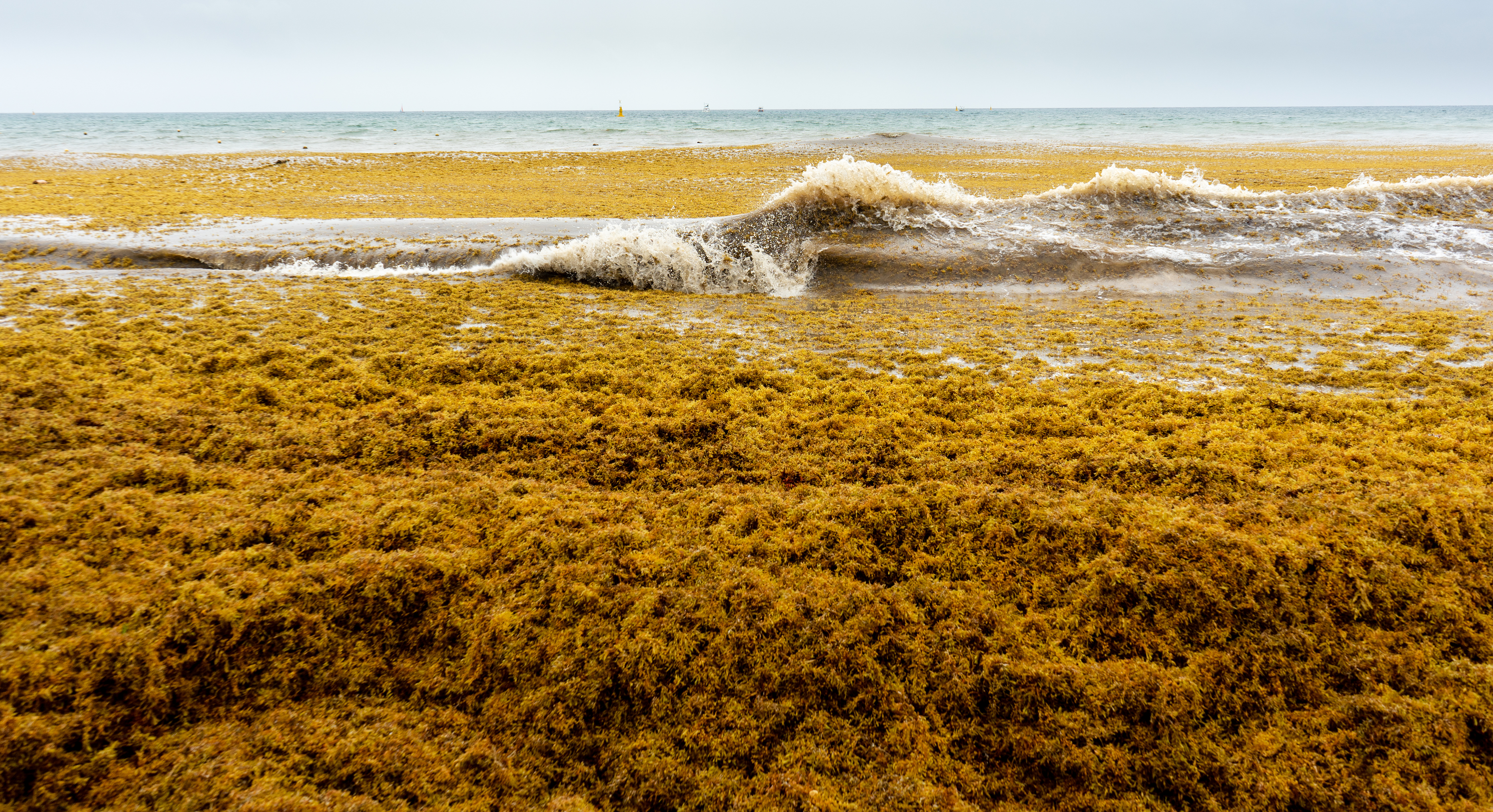 sargassum seaweed stranded on beach